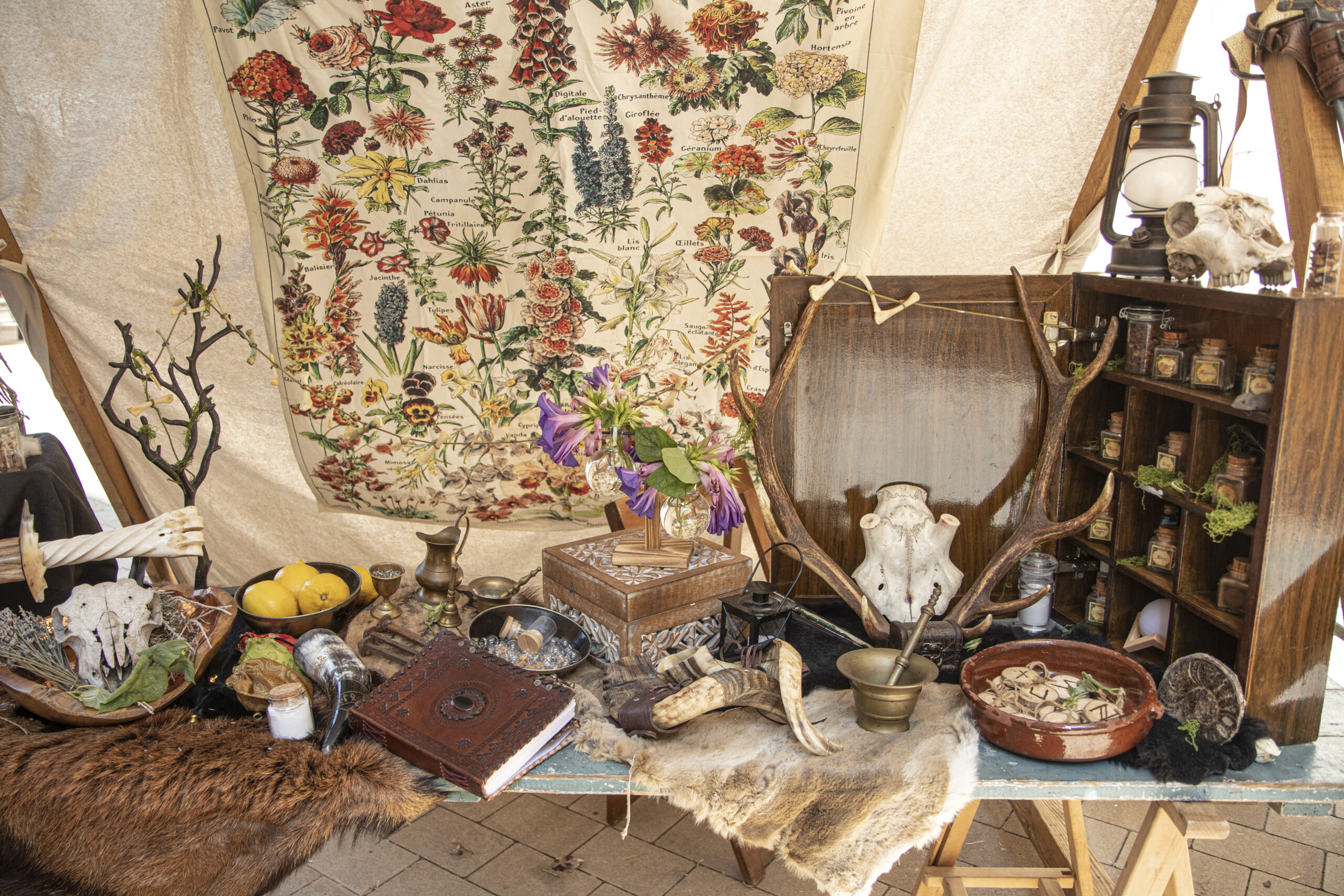 Mesa decorada con objetos de inspiración herbolaria y alquímica, con cráneos, frascos, libros y herramientas antiguas en la feria medieval de Ripoll 2024.