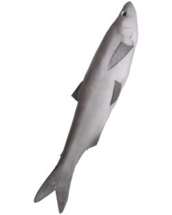 Mytholon - Harry Cutler Fish